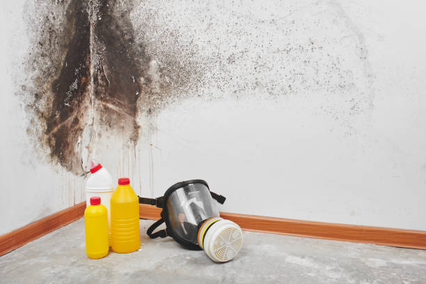 Best Mold Cleaning Services  in Rutherford College, NC