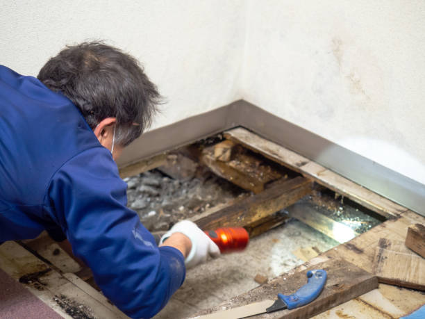 Best Black Mold Removal  in Rutherford College, NC