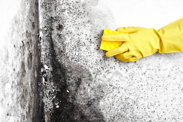 Best Best Mold Removal Companies  in Rutherford College, NC