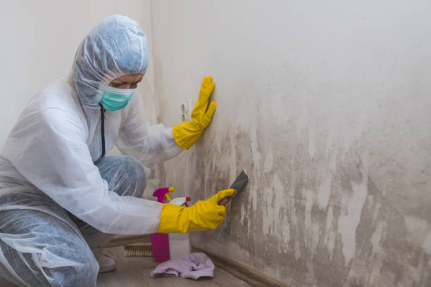 Mold Removal and Inspection in Rutherford College, NC