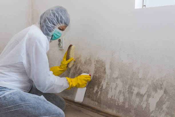 Best Professional Mold Removal  in Rutherford College, NC