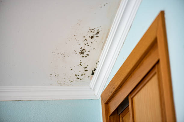 Professional Mold Removal in Rutherford College, NC