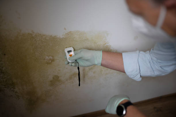 Best Mold Removal and Inspection  in Rutherford College, NC
