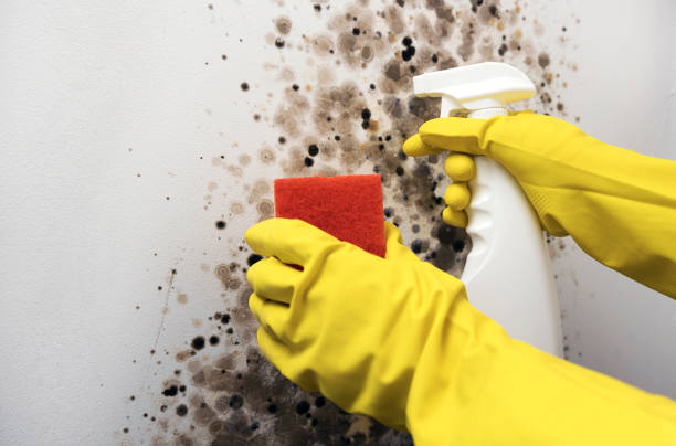 Best Home Mold Removal  in Rutherford College, NC