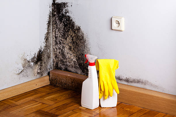  Rutherford College, NC Mold Removal Pros