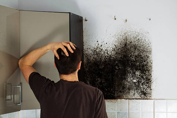 Best Same-Day Mold Removal  in Rutherford College, NC